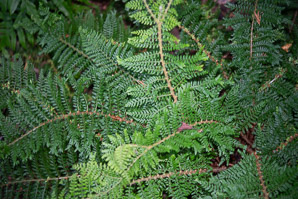 Polystichum polyblepharum (tassel fern)