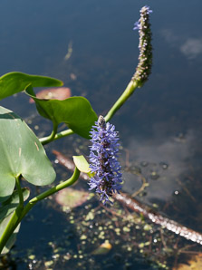 Pontederia cordata (pickerelweed)