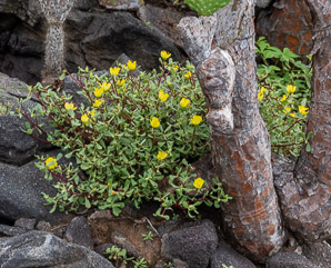 Portulaca howellii (Howell’s purslane)