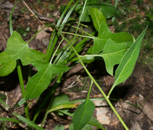 Prenanthes trifoliolata (gall of the earth, three-leaved rattlesnake-root)