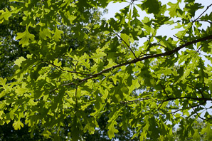 Quercus macrocarpa (bur oak, blue oak, mossy-overcup oak, scrub oak)
