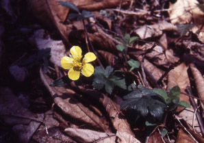 Ranunculus fascicularis (early buttercup)