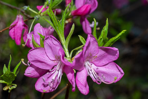 Rhododendron L. (rhododendron)