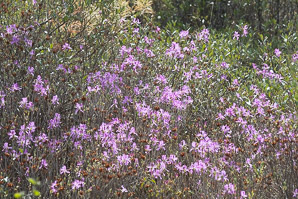 Rhododendron canadense (rhodora)