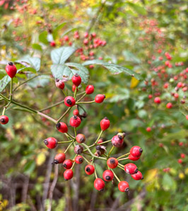Rosa multiflora (multiflora rose, rambling rose, baby rose, Japanese rose, many-flowered rose, seven-sisters rose)