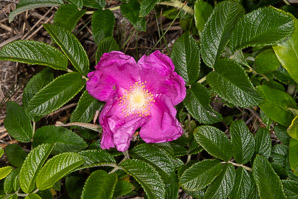 Rosa rugosa (rugosa rose, Japanese rose, Ramanas rose, rugosa rosa)