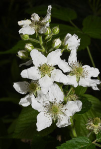 Rubus allegheniensis (common blackberry, Allegheny blackberry)