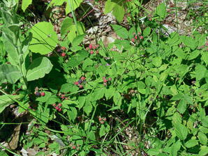 Rubus fruticosus (blackberry)