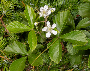 Rubus hispidus (swamp dewberry, bristly blackberry, bristly dewberry)