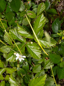 Rubus hispidus (swamp dewberry, bristly blackberry, bristly dewberry)