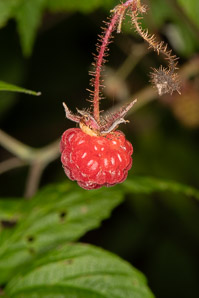 Rubus idaeus (American red raspberry)