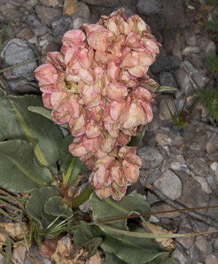 Rumex crispus (curly dock, wild rhubarb)