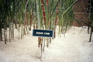Saccharum L. (sugar cane)