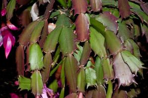 Schlumbergera russelliana (Christmas cactus)