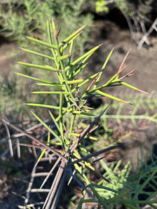 Scutia spicata (spiked thorn, barberry shrub)