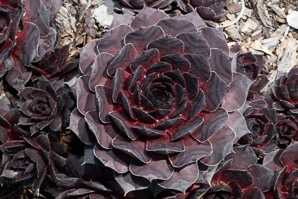 Sempervivum tectorum (common houseleek)