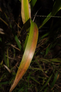 Setaria faberi (giant foxtail)