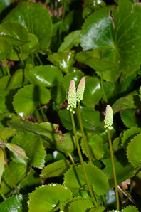 Shortia galacifolia (oconee bells)