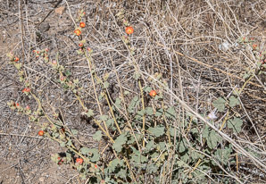 Sphaeralcea ambigua (desert mallow, apricot mallow)