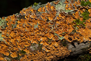 Stereum complicatum (orange crust fungus)