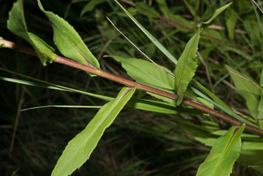 Symphyotrichum puniceum (purple-stemmed aster, red-stem aster, swamp aster, purplestem aster)
