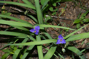 Tradescantia virginiana (Virginia spiderwort)