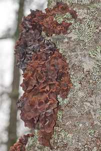 Tremella fimbriata (leafy jelly fungus, leafy brain, jelly leaf, brown witch’s butter)