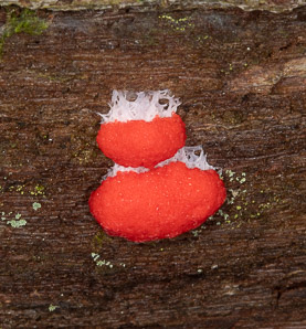Tubifera ferruginosa (raspberry slime mold, red raspberry slime mold)