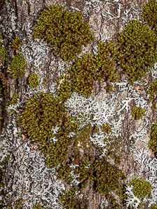 Ulota crispa (curled bristle moss, ulota moss)