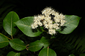 Viburnum nudum (withe rod, possumhaw)