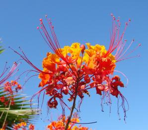 Caesalpinia pulcherrima (red bird of paradise, pride-of-Barbados)