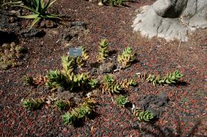 Aloe distans (jewelled aloe)