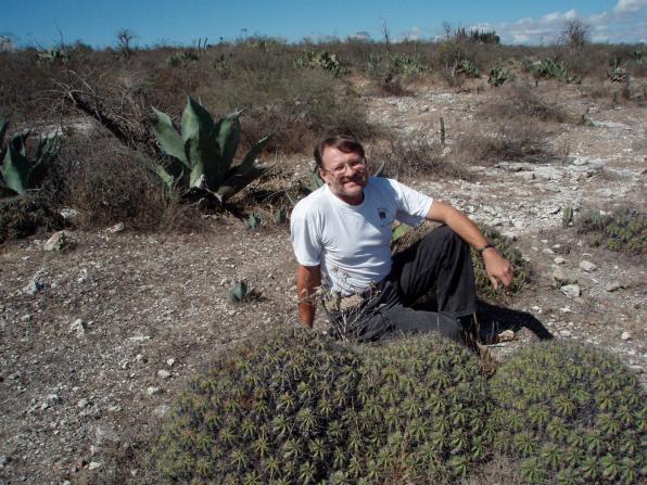 Ferocactus robustus (clustering barrel cactus)