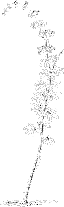 Lygodium palmatum (Hartford fern, climbing fern, American climbing fern, creeping fern, windsor fern, Thoreau’s climbing fern)