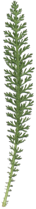 Achillea millefolium (common yarrow, gordaldo, nosebleed plant, old man’s pepper, devil’s nettle, sanguinary, milfoil, soldier’s woundwort, thousand-leaf, thousand-seal, yarrow)