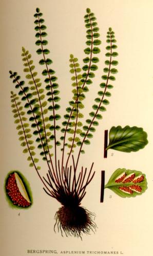 Asplenium trichomanes (maidenhair spleenwort)