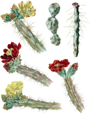 Cylindropuntia versicolor (staghorn cholla, morada cholla)