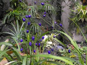 Dianella tasmanica (flax lily)