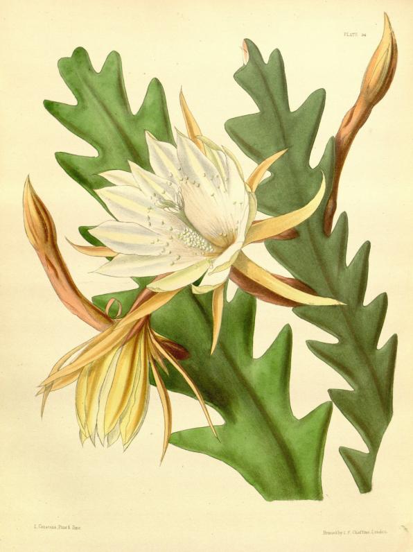 Epiphyllum anguliger (rickrack cactus, moon cactus, queen of the night, fishbone cactus, zig zag cactus)