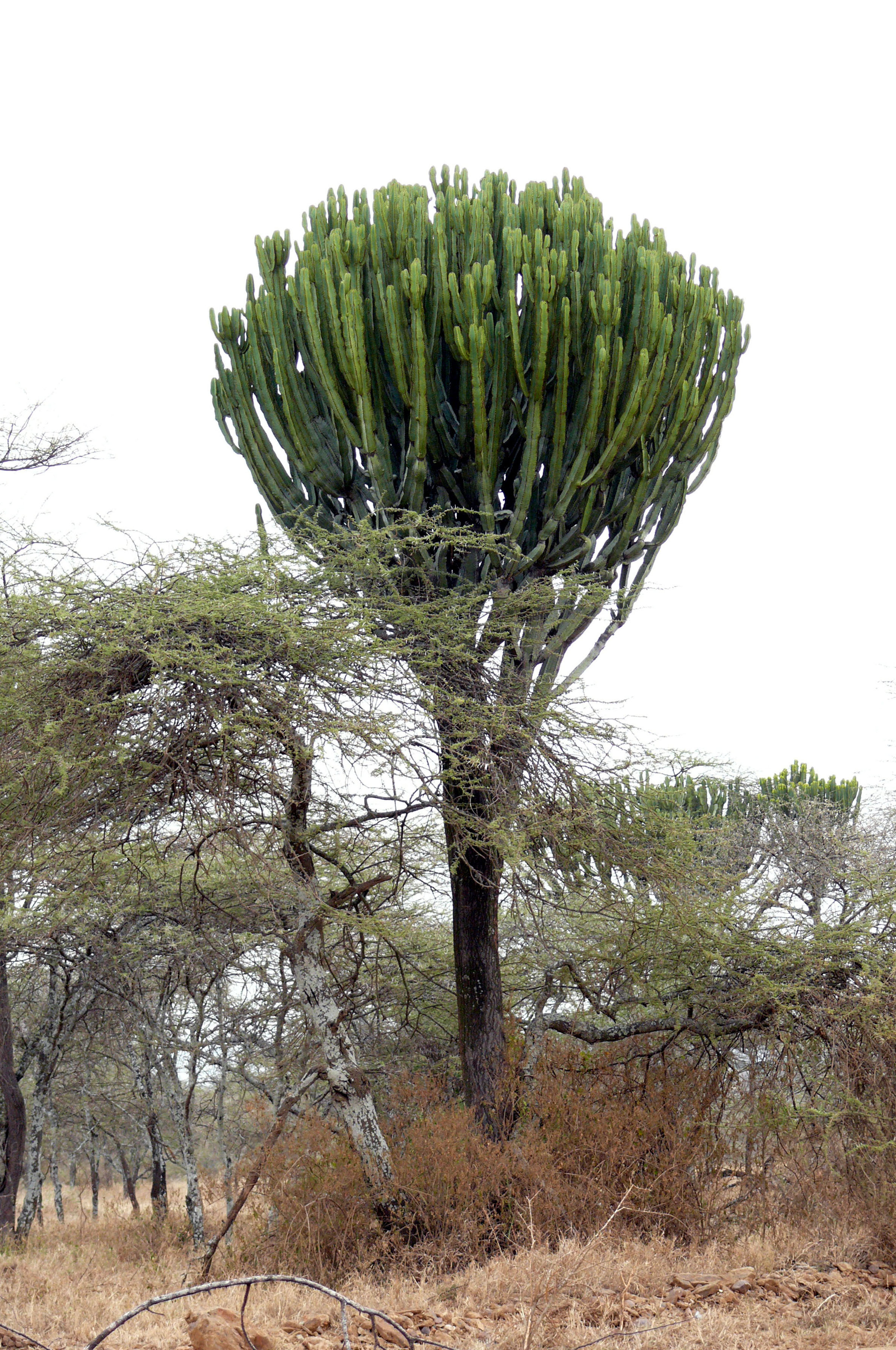 Euphorbia candelabrum (euphorbia, candelabra tree)