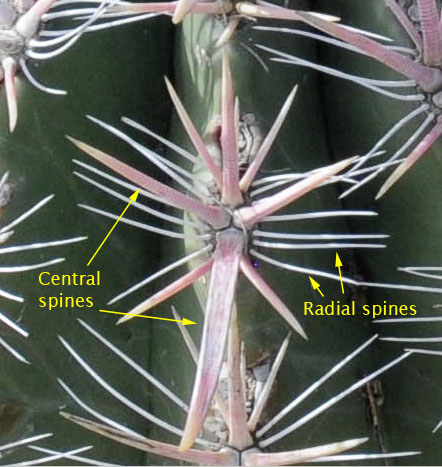 Ferocactus gracilis (Baja fire barrel, fire barrel cactus, fishhook cactus, biznaga colorada)