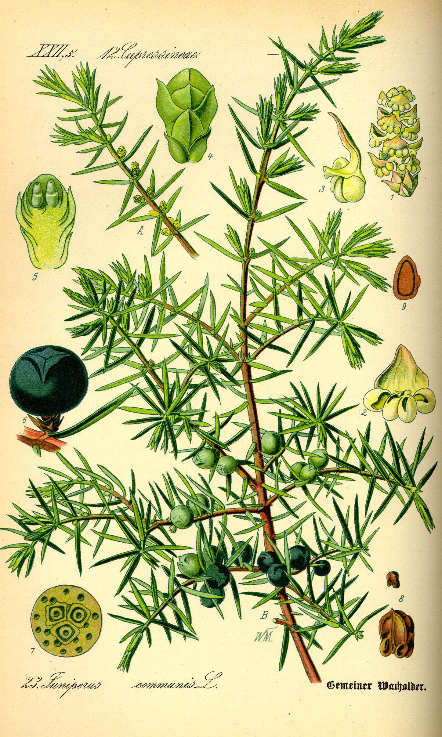 Juniperus communis (berkshire common juniper, common juniper, ground juniper)