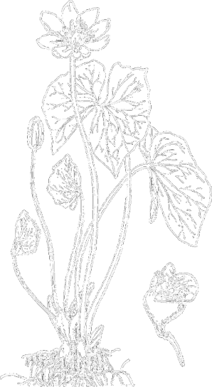 Jeffersonia diphylla (twinleaf)