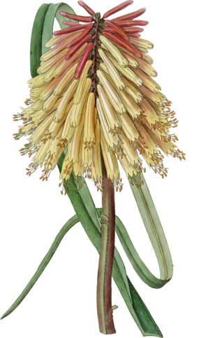 Kniphofia uvaria (red hot poker, torch lily, redhot poker)