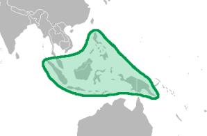Pandanus tectorius (screwpine, hala, Tahitian screwpine)