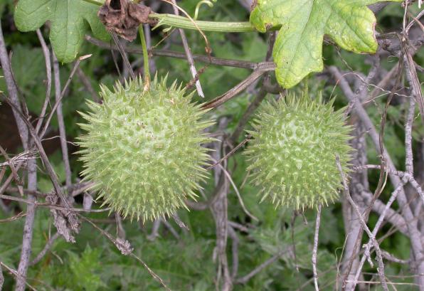 Marah macrocarpus (cucamonga manroot, common manroot, bigroot)
