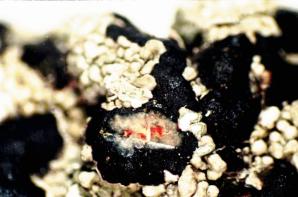 Mycoblastus sanguinarius (bloody heart lichen, blood lichen)