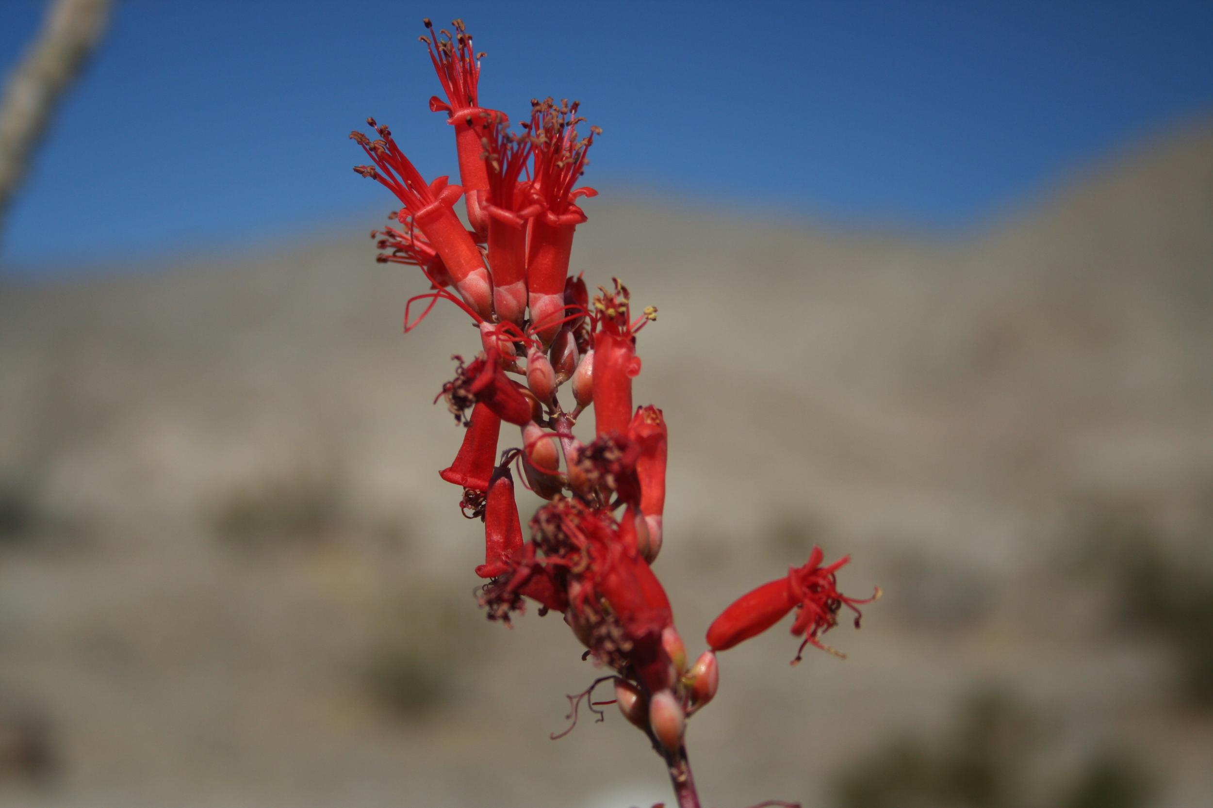 thumbnail image 2 of 25 Fouquieria Splendens Ocotillo Seeds – Rare Candlewood Succulent From Madagascar 2 of 6