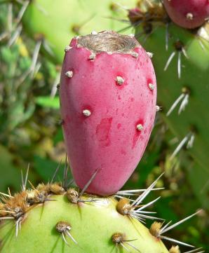 Opuntia littoralis (coast prickly pear, sprawling prickly pear)