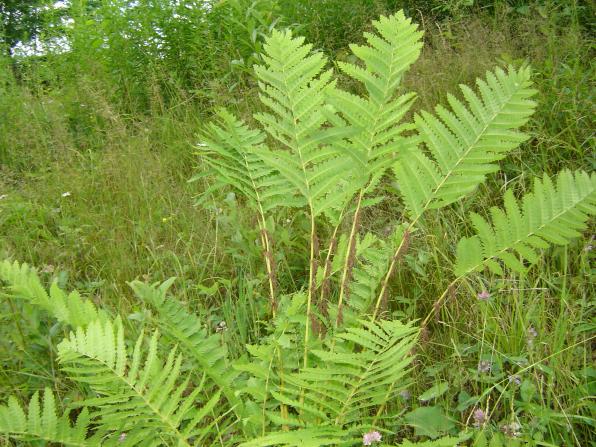 Osmunda claytoniana (interrupted fern)